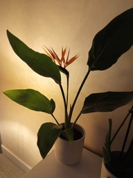 Стреліція Королівська Strelitzia reginaee (Райська пташка), цвітіння на фото - декор, Ø12 см. H 35-50 см.