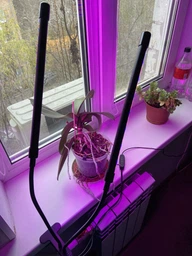 Фітолампа для рослин подвійна 10Вт, настільна світлодіодна LED лампа на 2 гілки для підсвітки розсади, кімнатних і тепличних рослин з таймером, кліпсою-затискачем і USB живленням, синє, червоне, фіолетове світло Чорна LP-417
