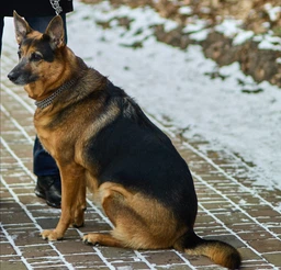 Сухой корм CLUB 4 PAWS PREMIUM Клуб 4 лапы для взрослых собак всех пород АКТИВ, 14 кг фото от покупателей 1
