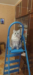 Сухой корм для кошек Purina One Steril Cat Salmon & Wheat 200 г (7613034765239) фото от покупателей 2