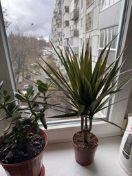 Рослина в горщику Драцена Маргіната Маджента dracanea marginata magenta фото від покупців 8