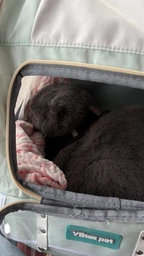 Рюкзак переноска для кота кошки котенка собаки до 8 кг с прозрачным окошком серый (002289) фото от покупателей 8