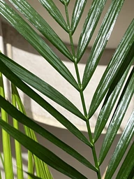 Поліроль для рослин Perfect Plant 750 мл фото від покупців 3