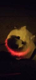 Светодиодный, водостойкий LED ошейник для собак с зарядкой USB, 35 см, размер S (зеленый) фото от покупателей 19