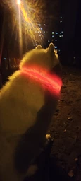 Светодиодный, водостойкий LED ошейник для собак с зарядкой USB, 35 см, размер S (зеленый) фото от покупателей 18