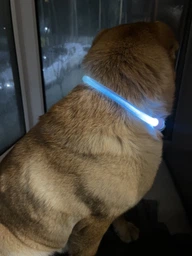 Светодиодный, водостойкий LED ошейник для собак с зарядкой USB, 35 см, размер S (зеленый) фото от покупателей 16
