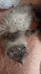 Сухой корм для кошек Purina Friskies Indoor с курицей и овощами 1.5 кг (7613031341887) фото от покупателей 3