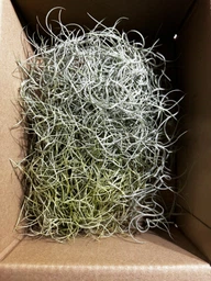 Тиландсия атмосферная уснеподобная (Tillandsia usneoides), Луизианский мох фото от покупателей 9