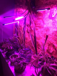 Фитолампа светодиодная LED Plant Grow Light на 4 лампы для роста растений на прищепке фитосветильник для комнатных цветов, рассады фото от покупателей 18