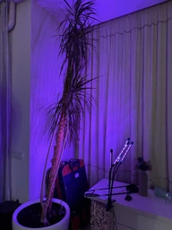 Фитолампа светодиодная LED Plant Grow Light на 4 лампы для роста растений на прищепке фитосветильник для комнатных цветов, рассады фото от покупателей 15