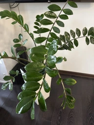 Поліроль (лак) для рослин Perfect Plant 200мл аерозоль