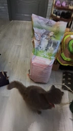 Carpathian Pet Food Kittens Для кошенят усіх порід у віці від 1 місяця до 1 року 12 кг фото от покупателей 2