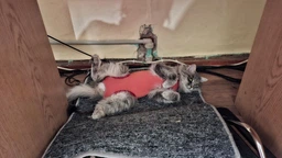 Попона комбинезон после стерилизации операции для кошек и котов Style Pets M фото от покупателей 5