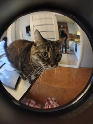 Объектив линзы для смартфона 3в1 Широкоугольная, Макро, Рыбий глаз (Fish Eye) Комплект PAVLYSH FE1 фото от покупателей 4