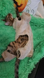 Костюм для котов (кошек) флисовый Rich M Бежевый фото от покупателей 1