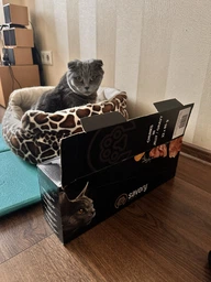 Упаковка влажных кормов Savory Cat Pouch for Sterilised with Turkey and Carrot in Jelly 85 г, 22 шт (2700000029343)