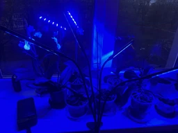 Фітолампа на 4 лампи світлодіодна LED для росту рослин на прищіпці фітосвітильник для кімнатних квітів, розсади, орхідей фіто лампа фото від покупців 1