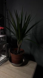 Рослина в горщику Драцена Маргіната Маджента dracanea marginata magenta фото від покупців 5