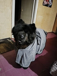 Рушник/халат для собак Derby з мікрофібри з капюшоном і поясом, Grey XL