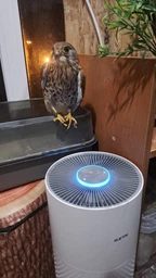 Очищувач повітря RZTK Smart Air Purifier фото від покупців 15