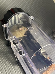 Гуманная мышеловка живоловка автоматическая для мышей безопасная пластиковая от крыс ловушка многоразовая пластмассовая капкан на крысу без убийства простая современная мышиная на производство Hechpro