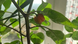 Семена перца Каролина Рипер (Carolina Reaper) красный (red) фото от покупателей 4