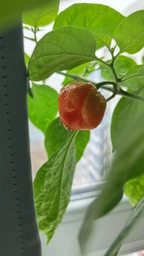 Семена перца Каролина Рипер (Carolina Reaper) красный (red) фото от покупателей 2