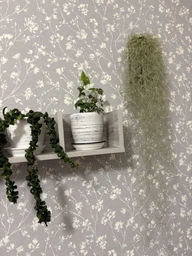 Тиландсия атмосферная уснеподобная (Tillandsia usneoides), Луизианский мох фото от покупателей 5