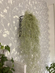 Тиландсия атмосферная уснеподобная (Tillandsia usneoides), Луизианский мох фото от покупателей 4
