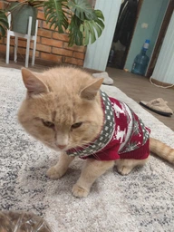 Светр для котів (кішок) Різдво XL Червоний фото від покупців 2