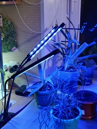 Фитолампа на 2 лампы светодиодная LED для роста растений на прищепке фитосветильник для комнатных цветов, рассады, орхидей фито лампа