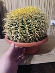 Кактус Echinocactus grusonii