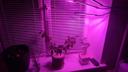 Фитолампа на 2 лампы светодиодная LED для роста растений на прищепке фитосветильник для комнатных цветов, рассады, орхидей фито лампа фото от покупателей 1