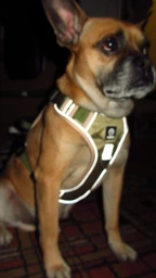 Нейлонова двостороння тактична шлейка для собак Tactical Dog Harness M Хакі фото від покупців 5
