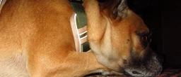 Нейлонова двостороння тактична шлейка для собак Tactical Dog Harness M Хакі фото від покупців 2