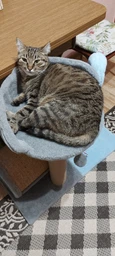 Дряпка для кота Мур-Мяу Лео 40х40х71 см для кішок у джутовій мотузці Коричнево-бежевий фото від покупців 1