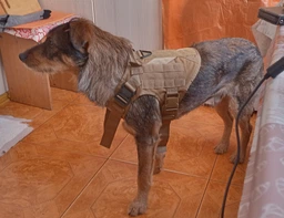 Шлейка для собак Harness K9 Long, металева пряжка фастекс і система MOLLE, L (77-99 см) Оливковий (076L-GREEN)