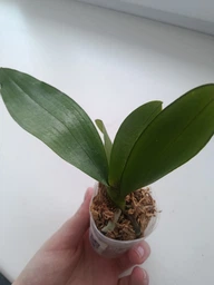 Орхидея (нецветущий подросток) TopDreams Phal. 5016 Yaphon Green Batman бабочка (Brother Sara Gold × Chiada Spark ) в размере 1.7
