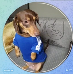 Толстовка для собак Adidog 2XL Синий фото от покупателей 9