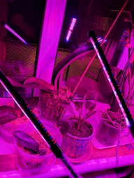 Фитолампа USB для роста растений на 3 лампы, светодиодная LED фито лампа на прищепке светильник для комнатных цветов и рассады фото от покупателей 4