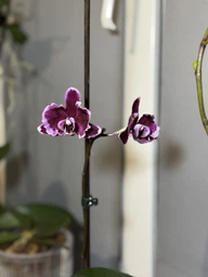 Орхидея (нецветущий подросток) TopDreams Phal 5021 Summer Breath, квіти 7 см, 1.7 (мох) фото от покупателей 2