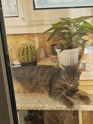 Сухий корм для стерилізованих котів Purina Pro Plan Sterilised Adult 1+ Savoury Duo Пуріна Проплан з тріскою та фореллю 3 кг (7613036732550)