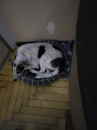 Лежак Природа Buddy для кошек и собак 50х40х12 см Серый (4823082430697) фото от покупателей 4