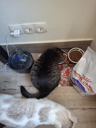 Сухой корм Royal Canin Sterilised 37 - для кастрированных кошек и стерилизованных кошек, 4 кг (2537040) фото от покупателей 1