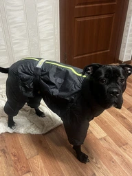 Комбінезон для собак Pet Fashion Cold сірий 3XL (MLZ8845) фото від покупців 5