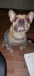 Светр для собак Dogs Bomba в'язаний Burberry беж Y-365 7 р.