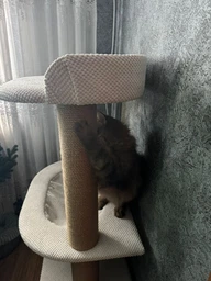 Ніжна затишна кігтеточка лазалка для котів котів з будиночком гамаком 115х70х40см молочно бежева