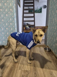 Толстовка для собак Adidog 2XL Синий фото от покупателей 8