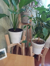 Комплект підставок для вазонів WoodDecor з дерева Білий