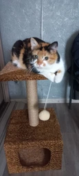 Домик когтеточка для кота дряпка для кошки Мур-Мяу КотэДж 34х34х67 см в джутовой веревке Коричнево-бежевый МТК фото от покупателей 4